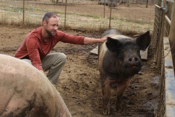 Veteran works with pigs at Blanchet Farm