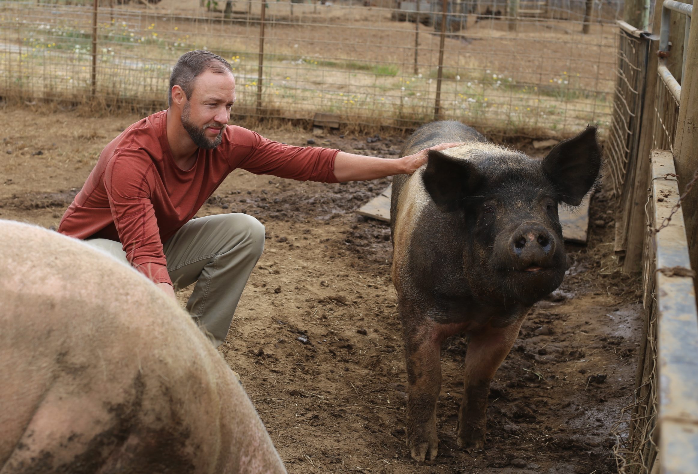 Pigs at Blanchet Farm Aid Veteran’s Recovery