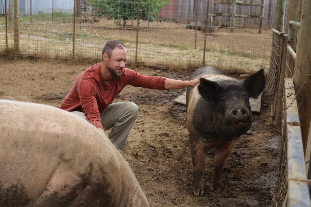 A veteran in recovery pets one of the pigs at Blanchet Farm