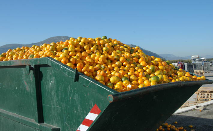 Oranges in dumpster donate food