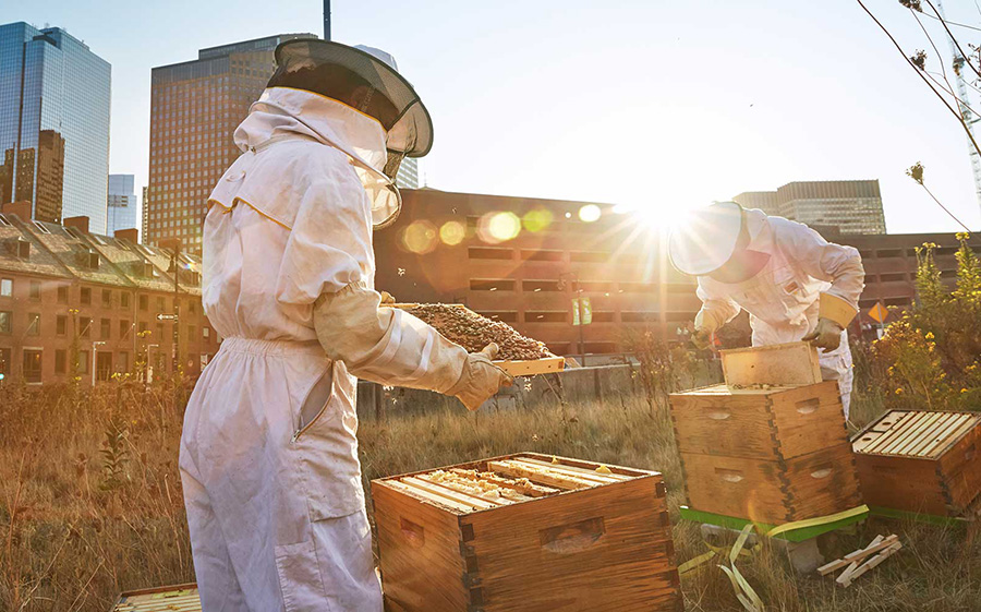 Beekeeping How to Guide Beginners_Bee Hive neighbors