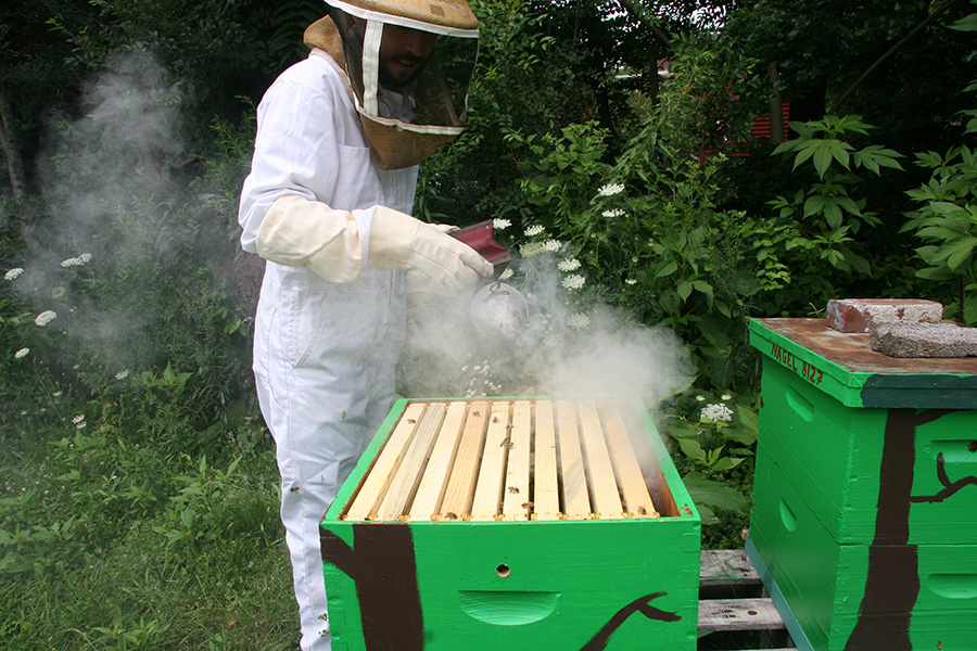 Backyard beehive Maintenance