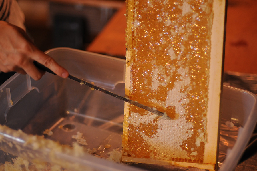 How to set up and harvest honey from a backyard beehive 