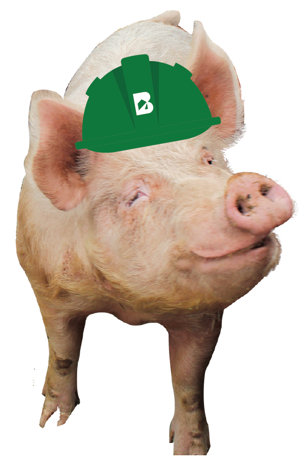 Oscar the Pig