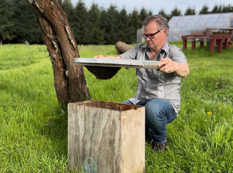 Natural beekeeping advocate and expert Alasdair Mackenzie lifts the lid off a swarm he collected to introduce to a log hive he installed at Blanchet Farm.