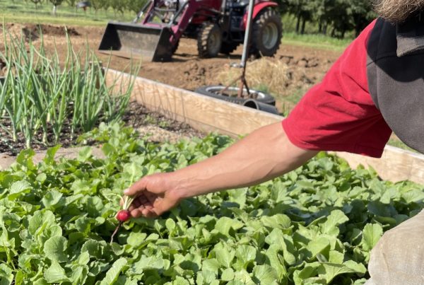 Blanchet Farm radish harvest