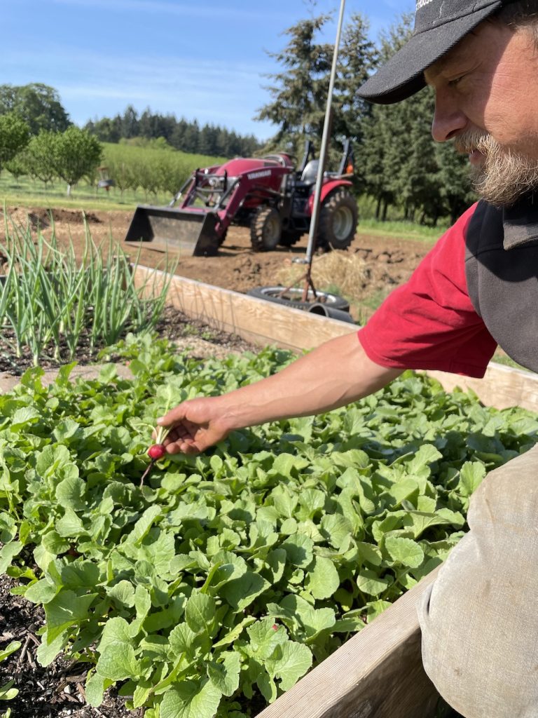 Blanchet Farm radish harvest